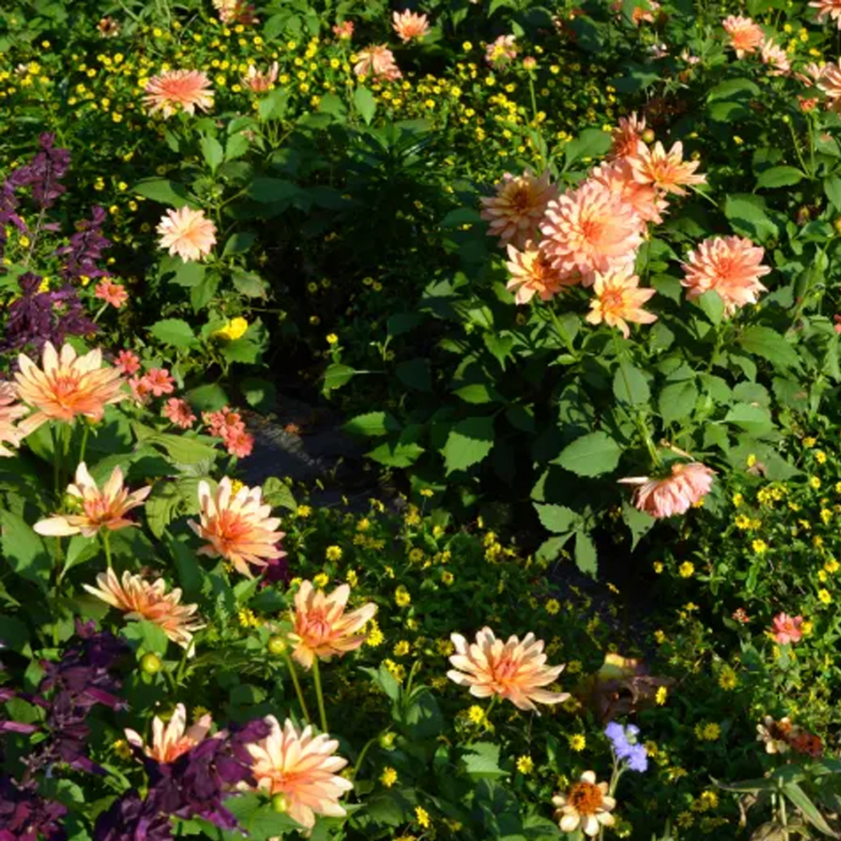 What Plants In September